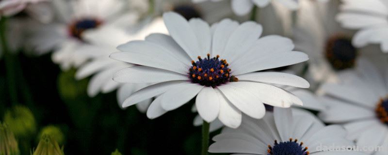 菊花浇水能浇花吗