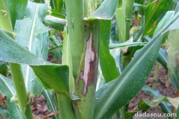 玉米纹枯病防治方法