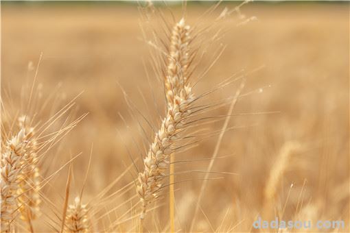 小麦的常见病害以及防治方法是什么？
