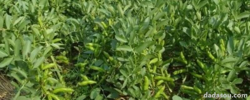 绿豆水培小盆栽养法