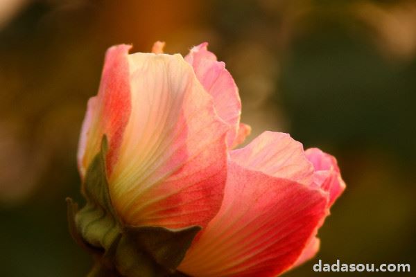 芙蓉花要几年才能开花