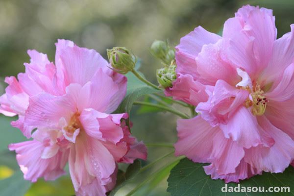 芙蓉花有没有副作用