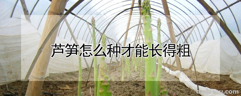 芦笋怎么种才能长得粗