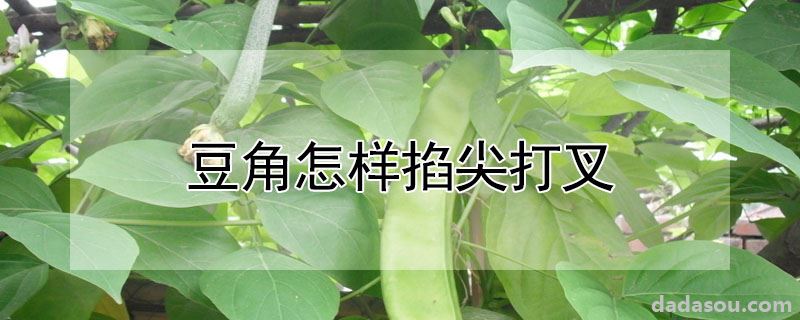 豆角怎样掐尖打叉