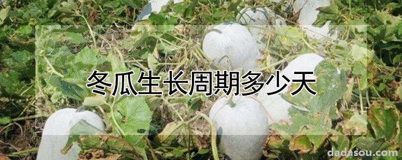 冬瓜生长周期多少天