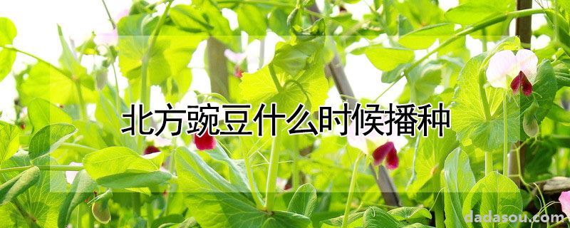 北方豌豆什么时候播种