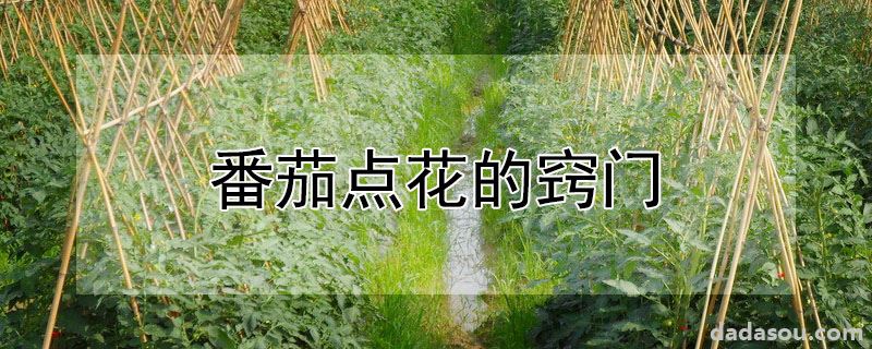 番茄点花的窍门