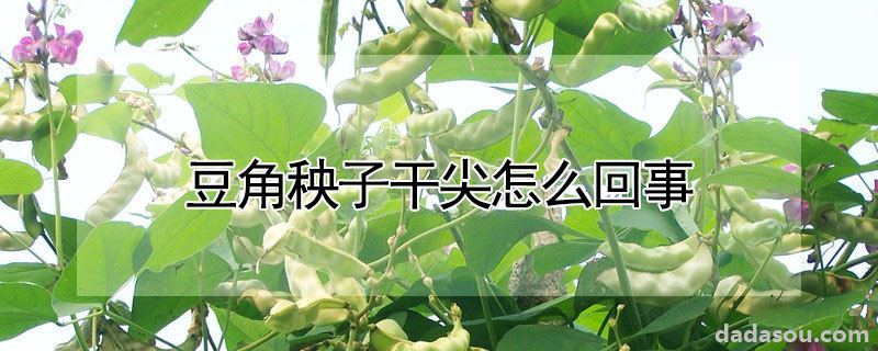 豆角秧子干尖怎么回事