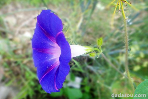 牵牛花盆栽容易开花吗