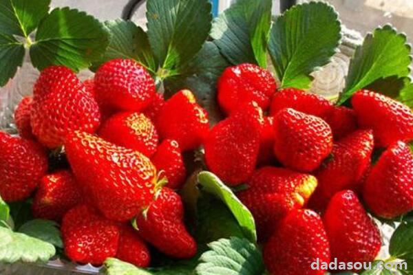 怎样判断草莓花芽分化