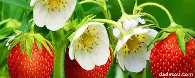 草莓压苗用啥药