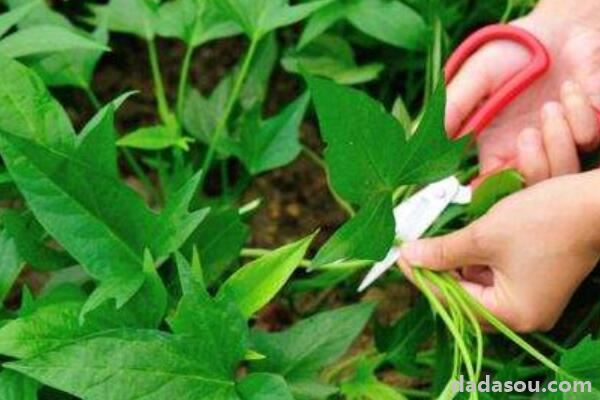 山芋藤的营养价值