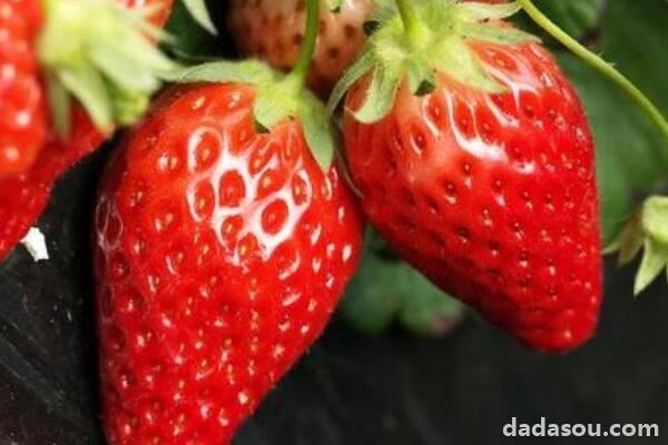 草莓如何压蔓