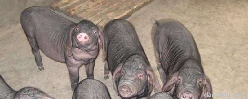 梅山猪和太湖猪区别，几个月能配种