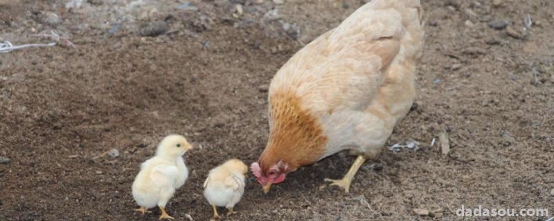 让母鸡多下蛋偏方，母鸡下蛋后自己吃掉鸡蛋是怎么回事