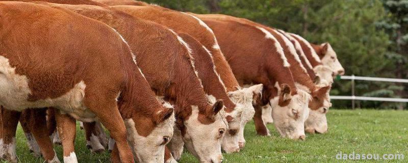 肉牛饲料配制及配方，牛吃的饲料有哪些