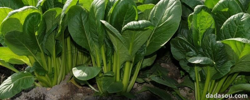菠菜病害,附菠菜的<a href=https://www.dadasou.com/ny/zhongzhi/ target=_blank class=infotextkey>种植</a><a href=https://www.dadasou.com/news/142649.html target=_blank class=infotextkey>技术</a>