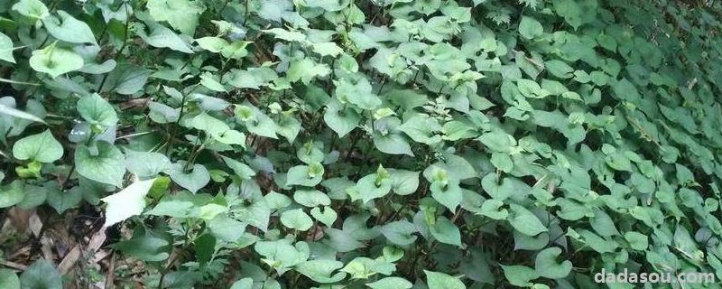 鱼腥草种20亩多少本钱,对土壤有什么要求