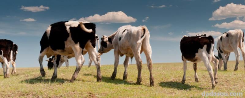 为什么牛的眼睛总是湿润的，为什么看人比较大