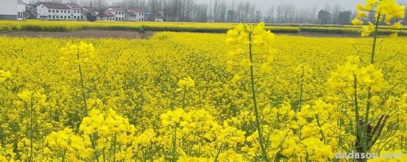 油菜生长温度是多少，温度低于多少度停止生长