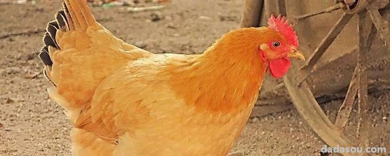 公鸡和母鸡是怎么受精的，受精时为什么要啄鸡冠