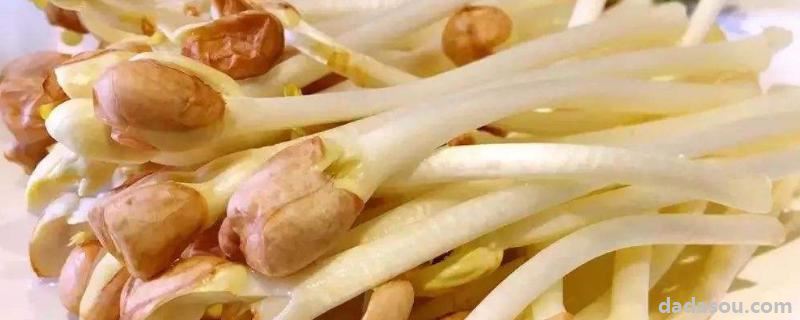 花生苗怎么种出来的,怎么做才好吃