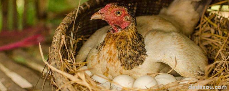 母鸡怎么受精下蛋，为什么不下蛋，原因是什么
