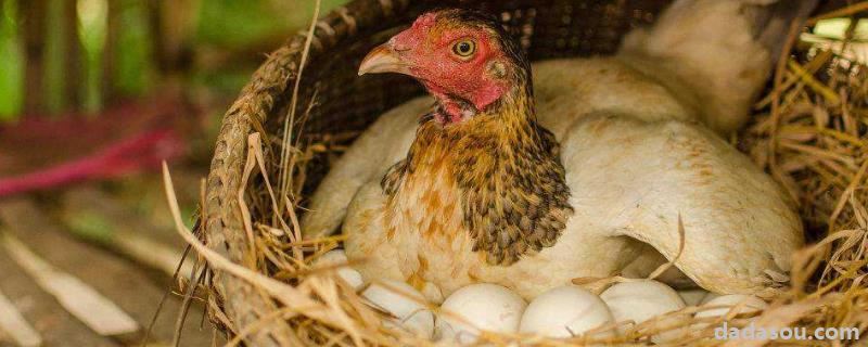母鸡哪个季节不下蛋，喂什么料才能下蛋多