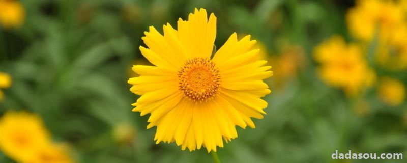 菊花这么修剪让它矮头又多