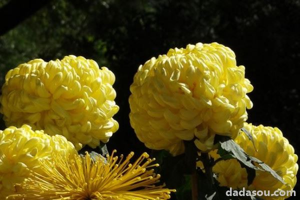 菊花夏天长什么样