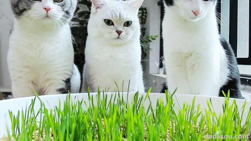 猫草和薄荷是一种植物么（猫草是薄荷吗）