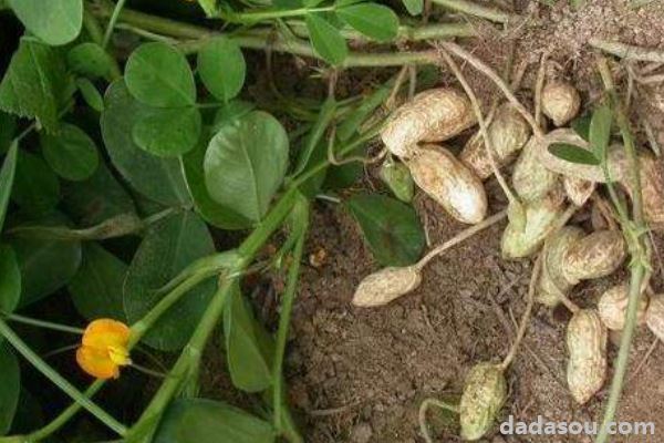 夏播花生种植时间