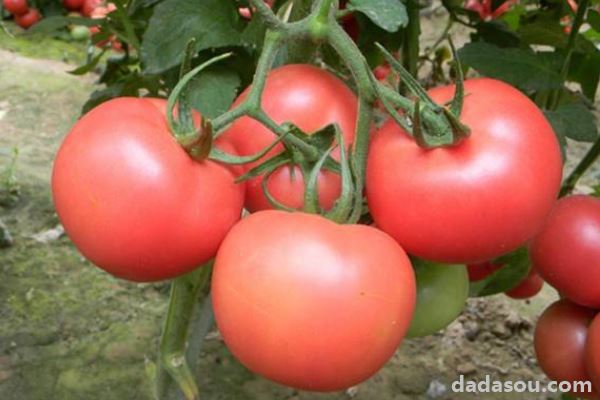西红柿长多高才打顶