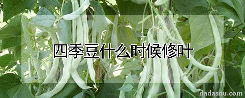 四季豆什么时候修叶