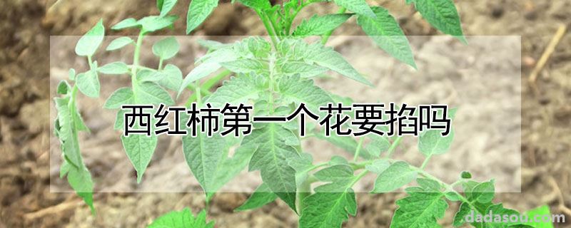 西红柿第一个花要掐吗