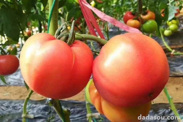 西红柿籽能直接种吗