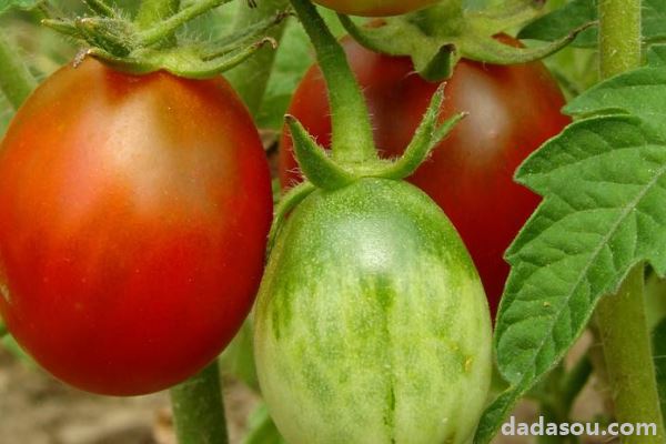 西红柿种植时间