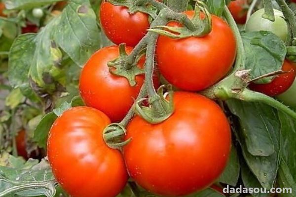 西红柿苗结果能结多久