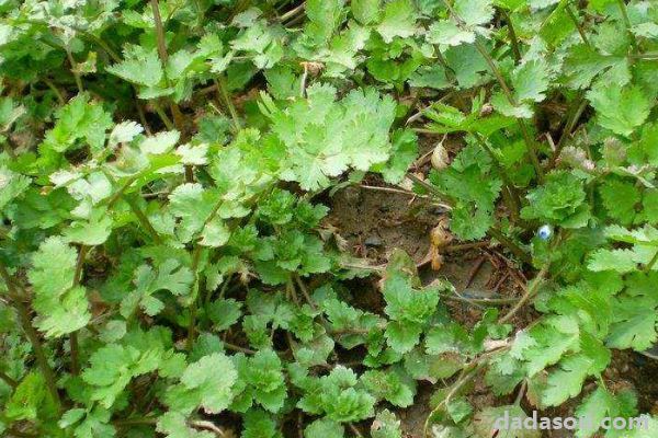 香菜死苗烂根怎么办