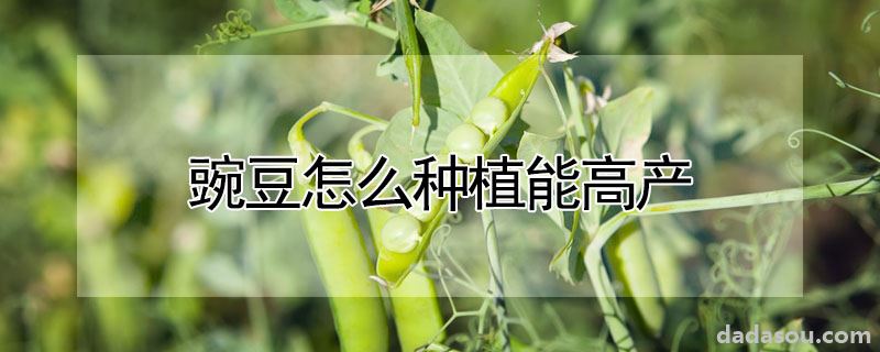 豌豆怎么种植能高产