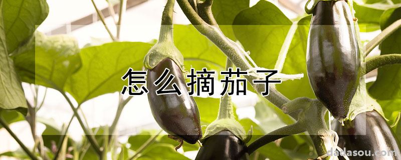 怎么摘茄子