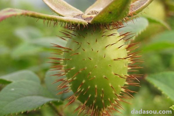 金樱子种子的种植与管理