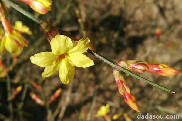 迎春花生长的变化图片