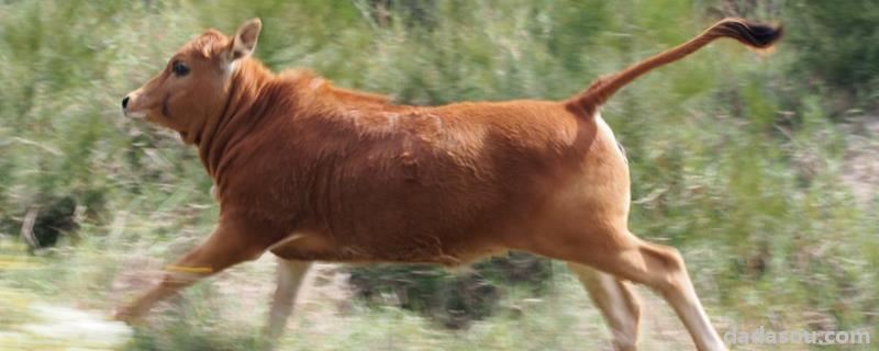 牛的尾巴长多少厘米，有何特点