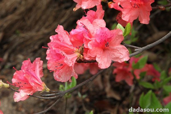 杜鹃花需要每天浇水么