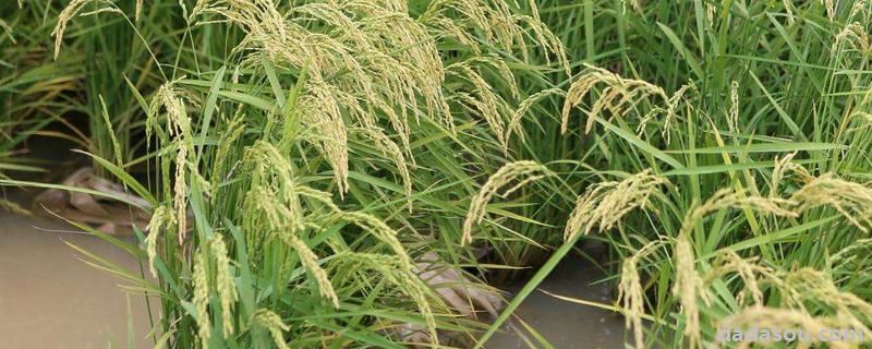 水稻怎么种，产量每亩多少斤