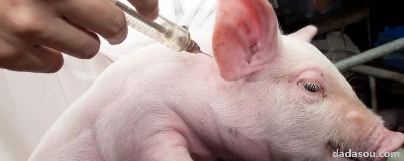 猪细小疫苗间隔多久打二次，配种前一天做细小疫苗可以吗