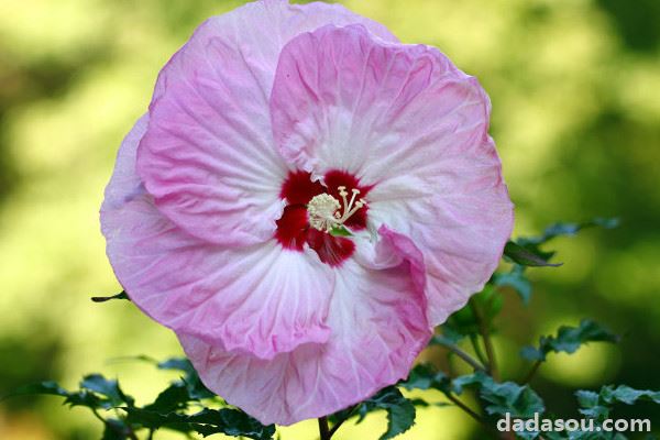 芙蓉花是海棠花吗