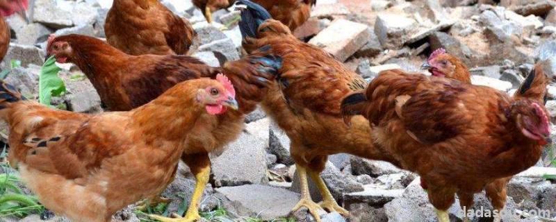 鸡品种，579鸡是什么品种
