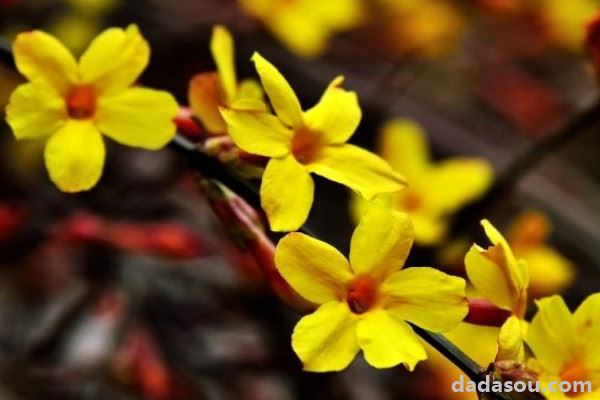 迎春花从地里挖出来浇水吗